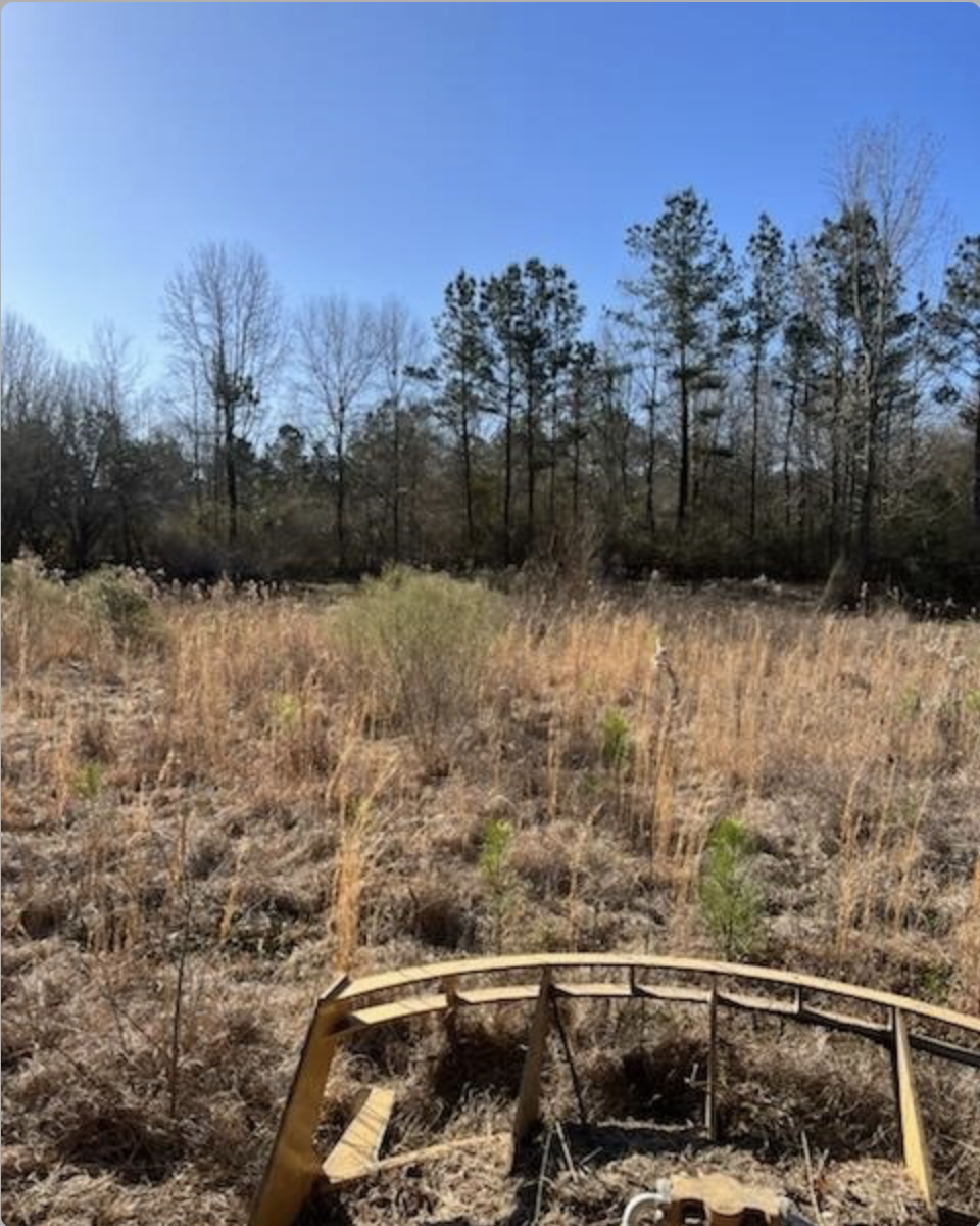 Overgrown field before bush hogging