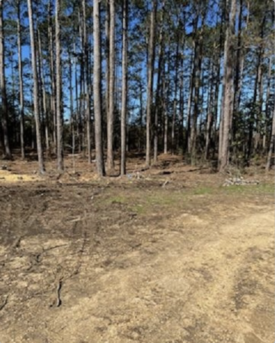 Thinned forest with clear sight lines