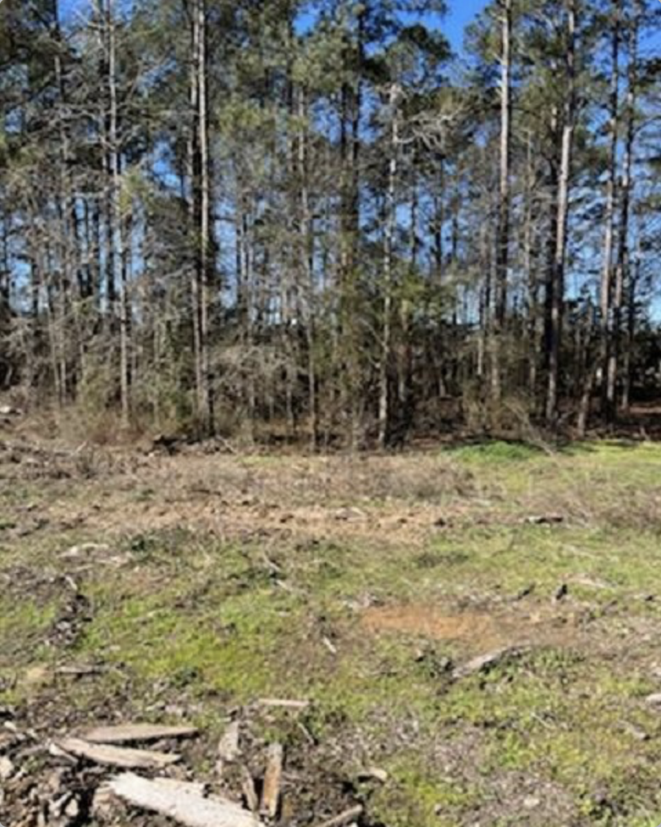 Dense forest before tree thinning